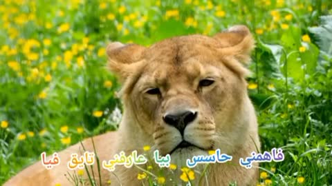 Léon ♌♌♌♌♌♌