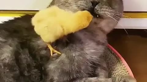 Chick and cat ,what?