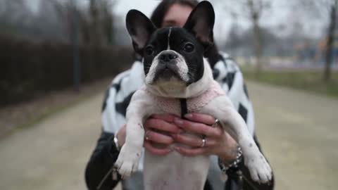 Dogs With The Biggest Ears - TOP 10 Dog Breeds With The Biggest Ears In The World !