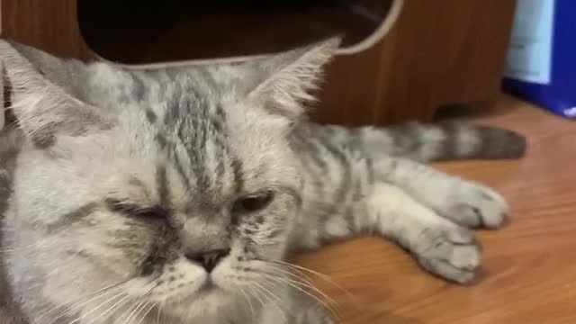 My cat sleepy