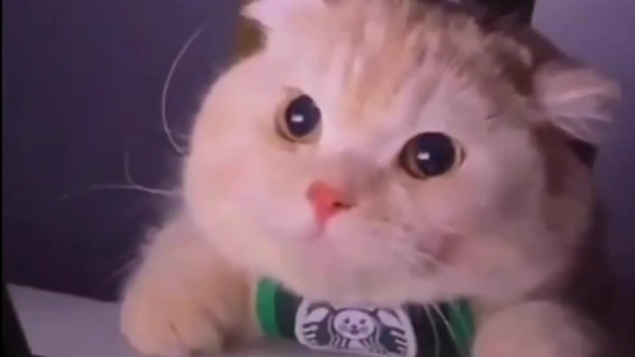 Angry cat #cat lovers #animal video 2023 # viral video # shorts video