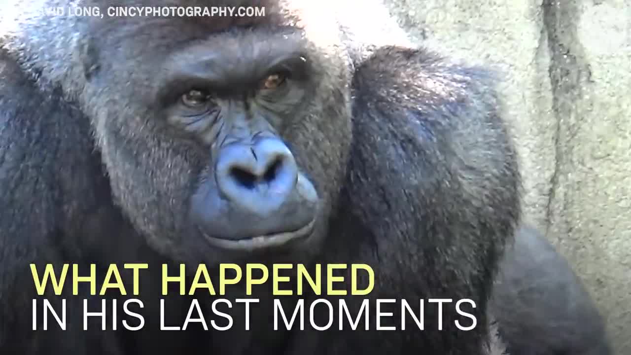 Gorilla With Baby