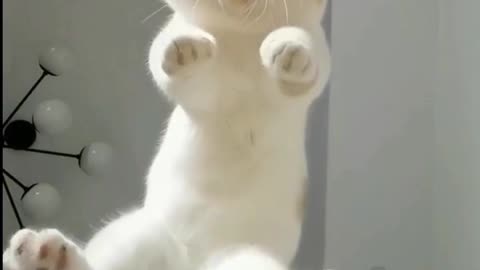 Funny cat