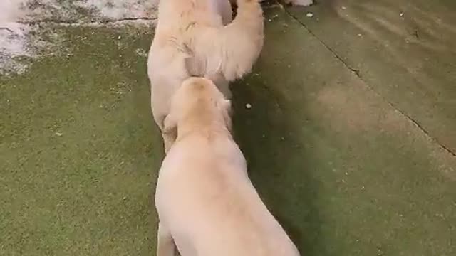 Golden Retriever March