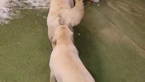 Golden Retriever March