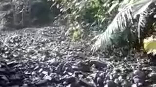 Represamiento de rocas bajo un puente, amenaza a varias familias en Santander