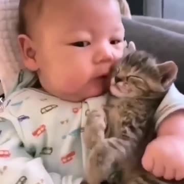 respect #cat #baby #shorts