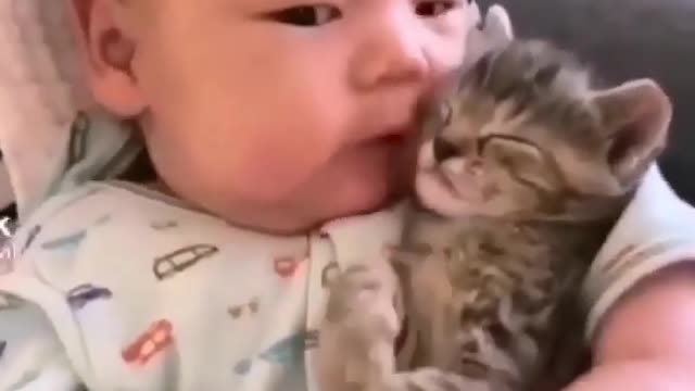 respect #cat #baby #shorts