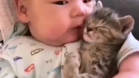 respect #cat #baby #shorts