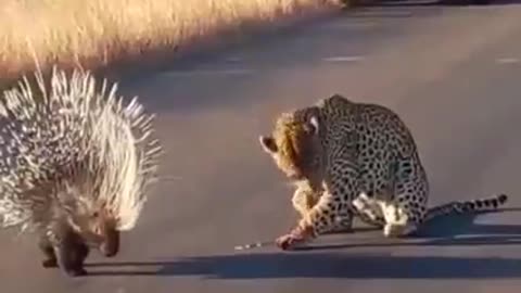 when the victim is armed the predator die with hunger