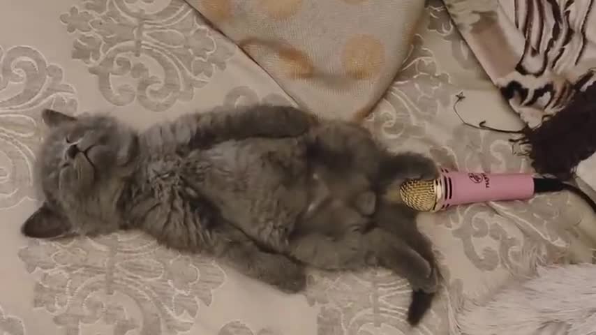 Cat farting on mic