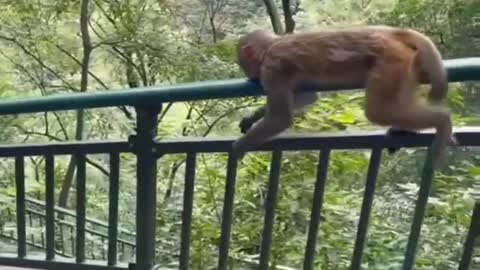 Funny monkey memes