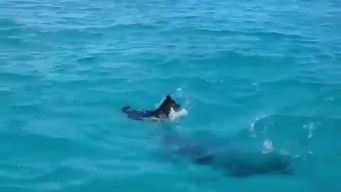 The puppy saw dolphins while playing in the sea