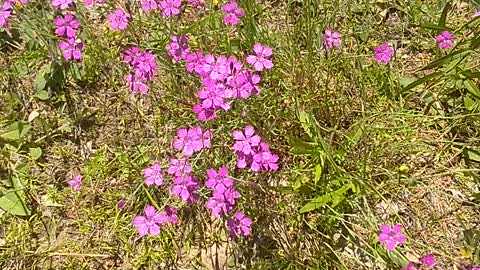 Maiden Pink