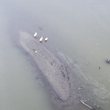 Ducks nest on an island in the river