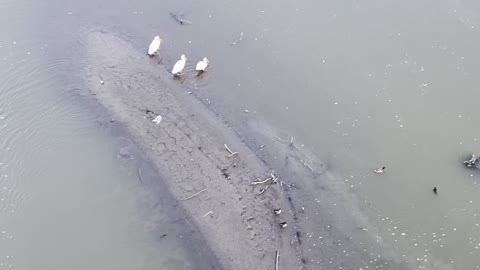 Ducks nest on an island in the river