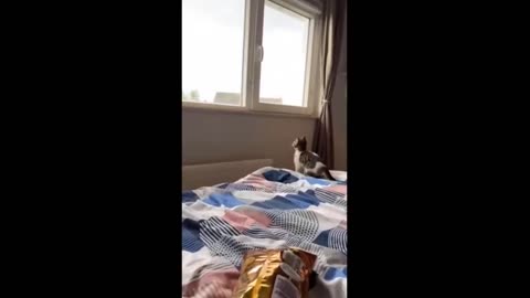 Funniest cats and dogs videos
