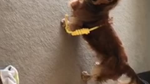 Dachshund gets a rope stuck around him