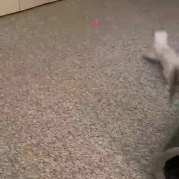 Cute Tiny Siamese Kitten Chases Laser Light