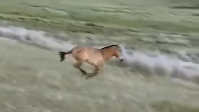 National Geographic: The Story of Horses