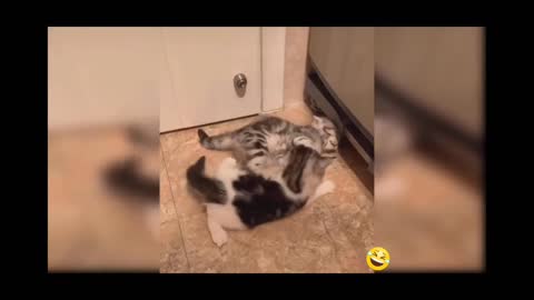 Funny cats video 🤣🤣🤣🤣