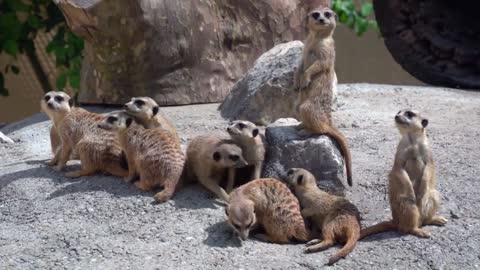 Wild meerkats