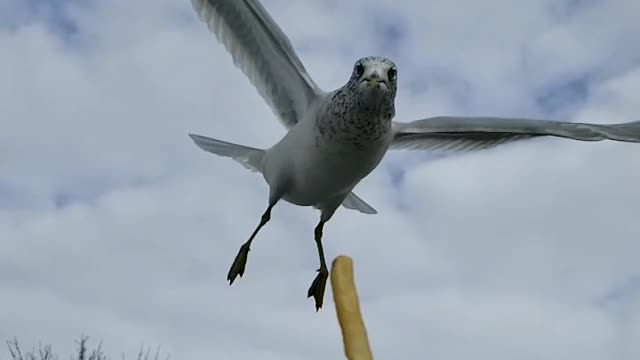 Little man super thrilled to feed the birds