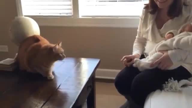 cat reaction