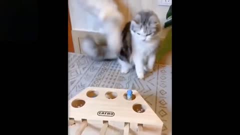 very funny cat's