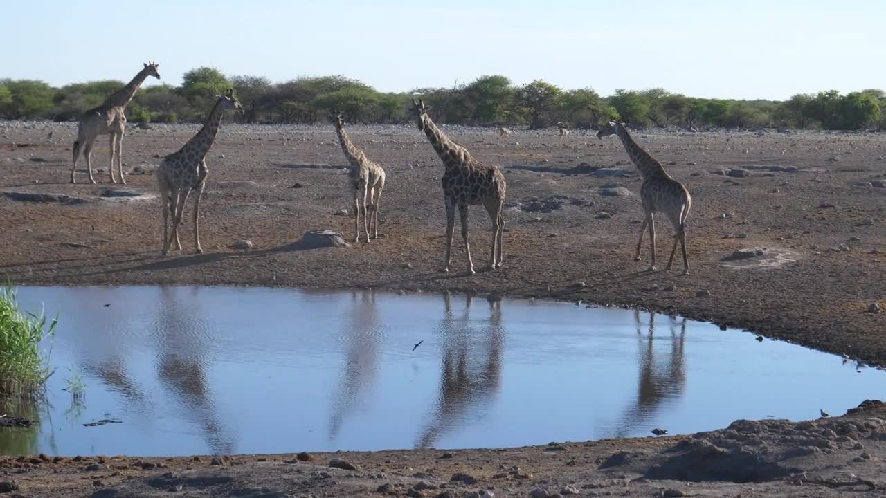 Herd of giraffe around a waterhole