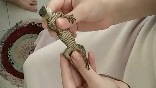 Funny monitor lizard