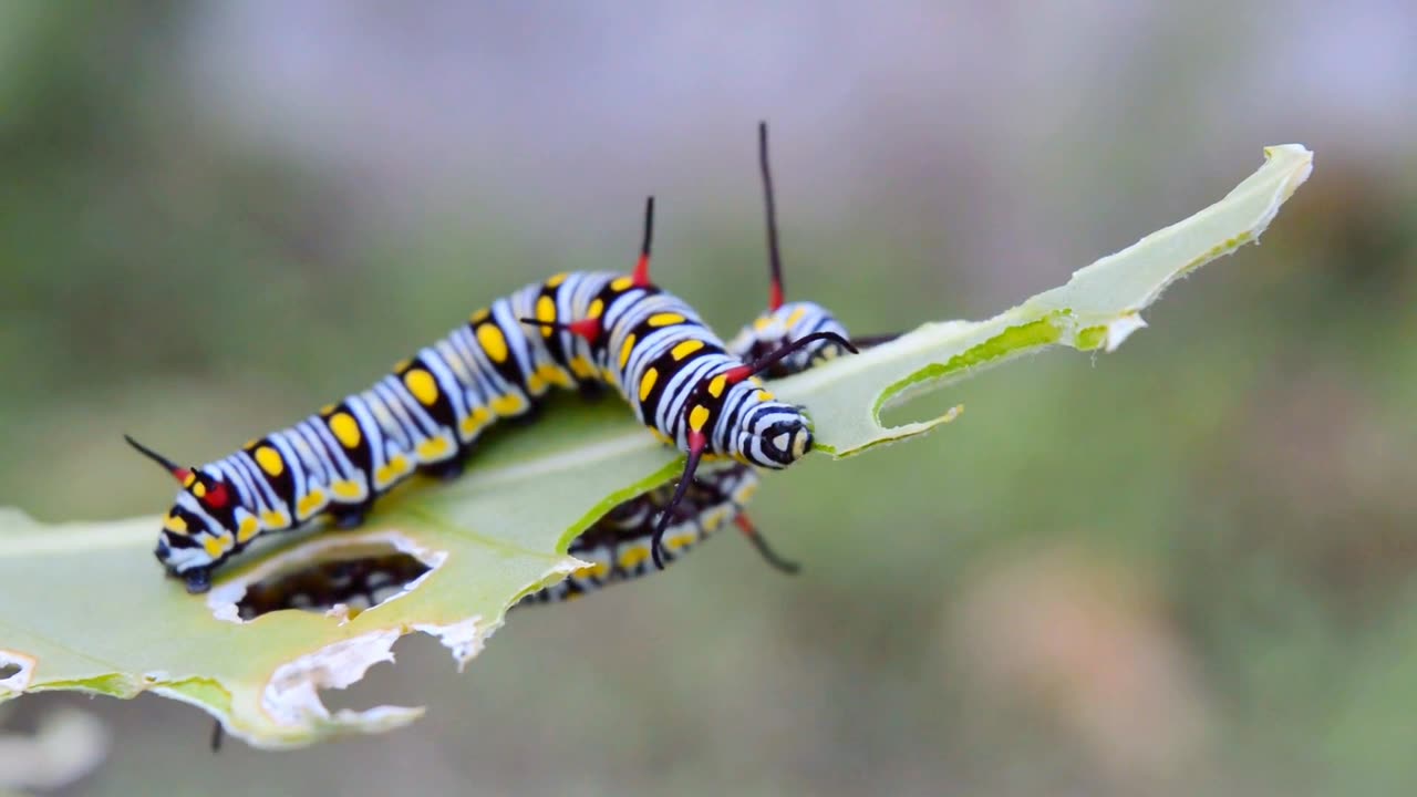 Caterpillar is eating leaf