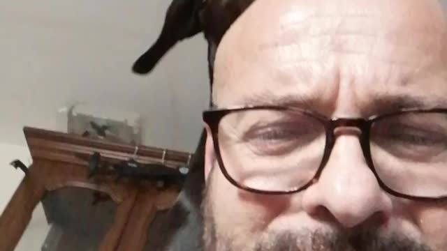 Doggy adjusts specs while grooming