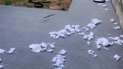 Black dog leaves cotton from pillow everywhere on ground outside