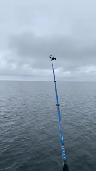 Eagle Fly-Over Grabs Fish