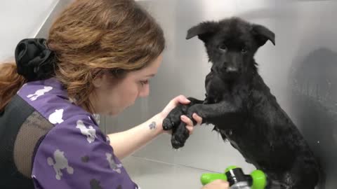 Dramatic litter of puppies get their first bath