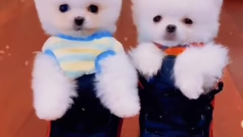 Cute & funny puppies very lovely l smart Baby dogs video