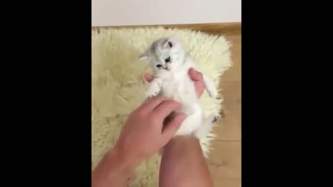 ADORABLE ANIMAL COMPILATION 2021