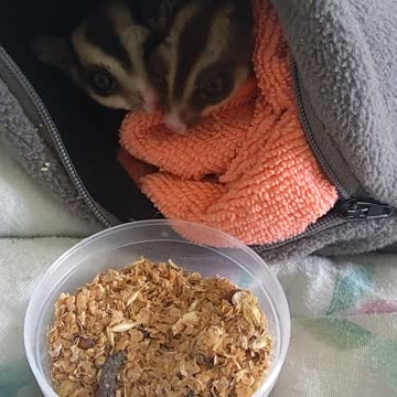 My sugar gliders favourite snack......waxworms