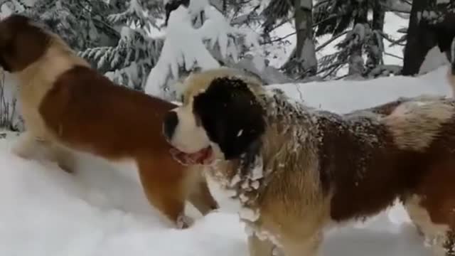 Dogs Enjoying the Snow