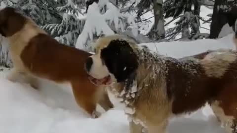 Dogs Enjoying the Snow