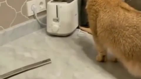 Funny cat video