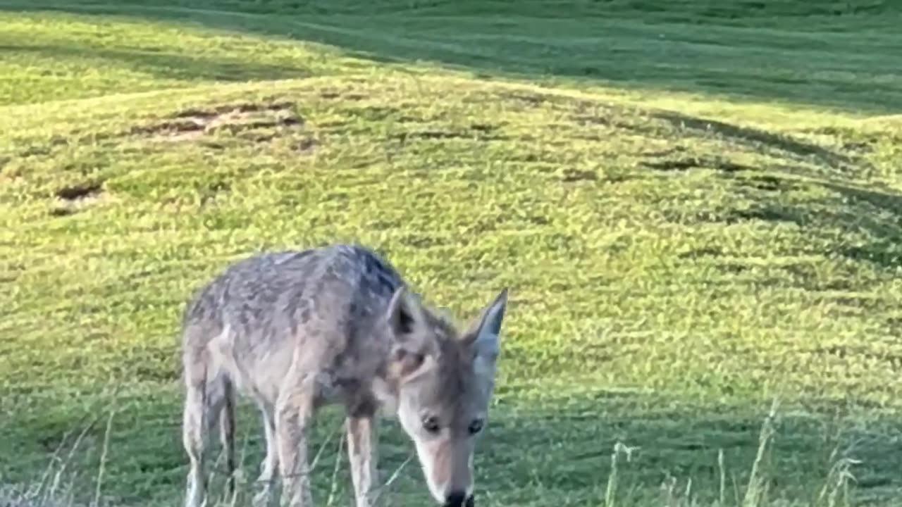 STARVING 😋 CAYOTE EATING RABBIT 😳