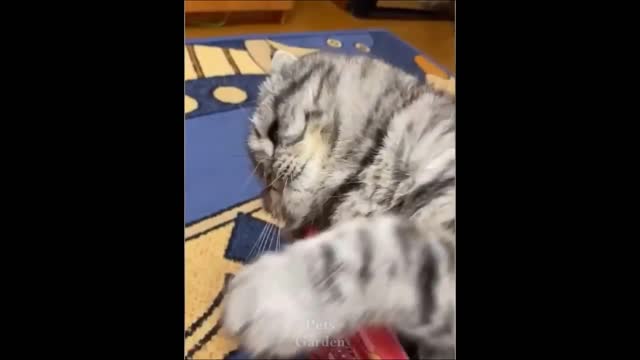 The very best and funniest CAT moments - Funny cat compilation Pt. 1