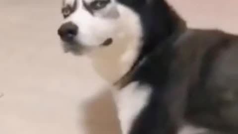 Funny dog