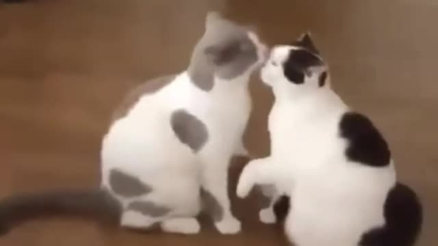 Cute cats playing with each other