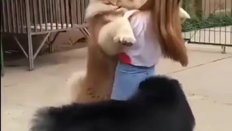 Floofs big dogs