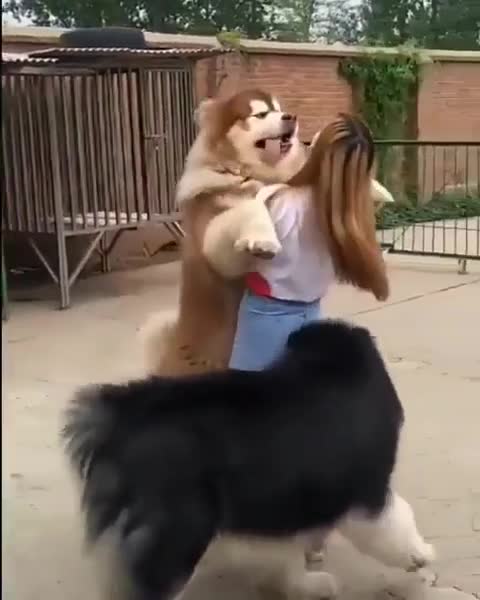 Floofs big dogs