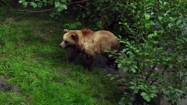 Ours brun traversant les côtés de la rivière en nageant