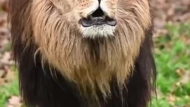 Looks like an old lion's roar isn't strong enough, don't you think